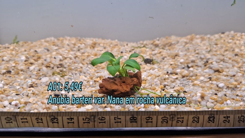 Anubia em rocha vulcânica e Tronco . (Aquário Plantas)