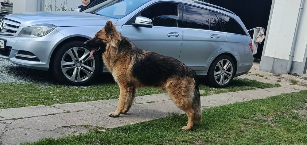 Owczarek Niemiecki Długowłosy Roczny Oddam Tylko w Dobre Ręce