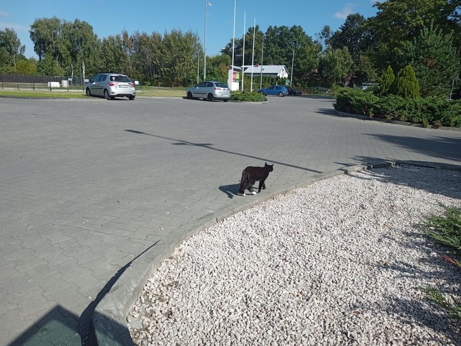 Koty szukają domkow