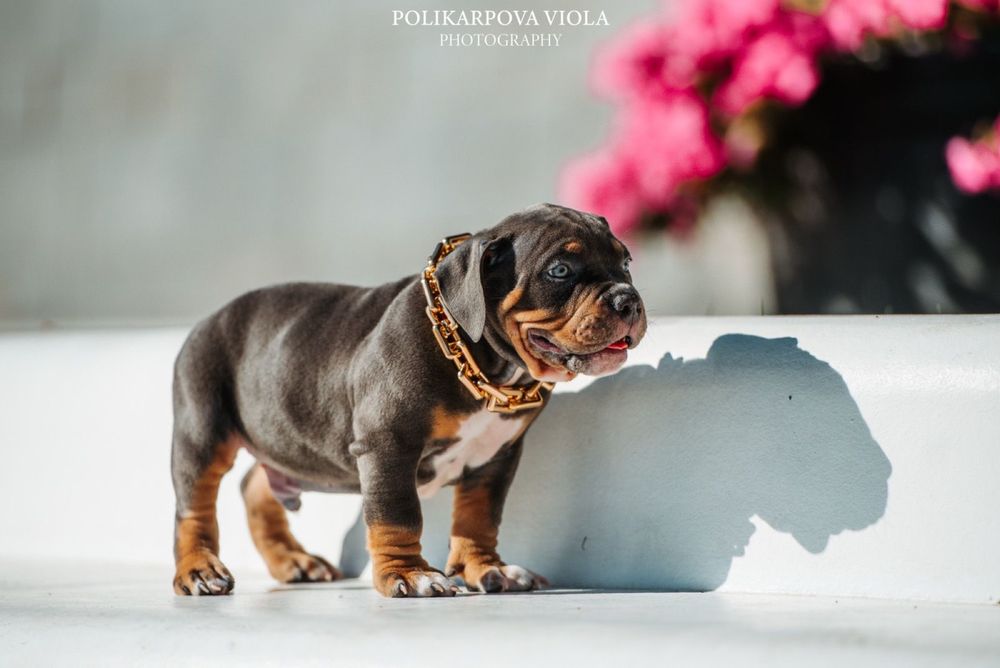 Американский булли