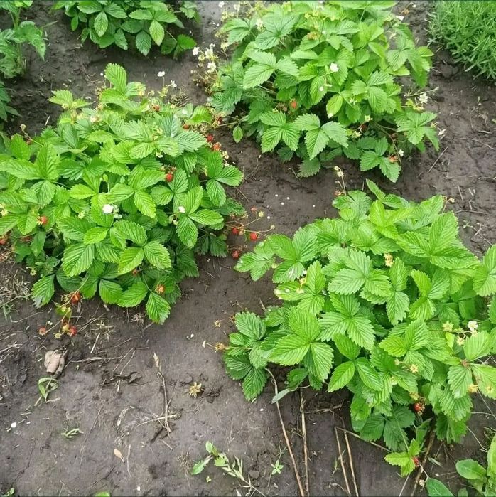 Кущова суниця,ремонтантна