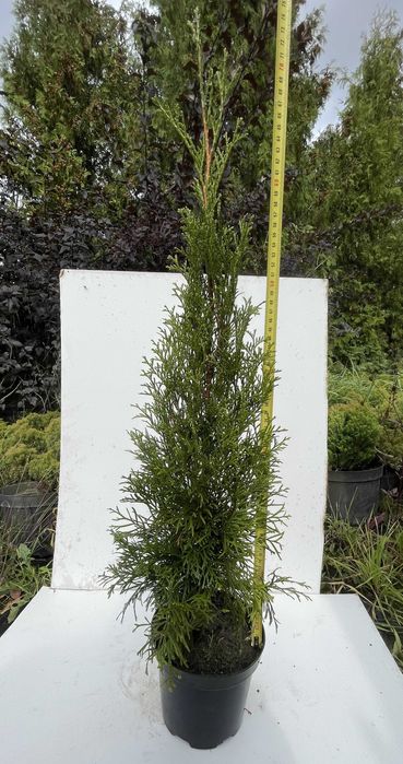 tuja szmaragd, thuja 70-80cm iglaki GĘSTE hurt detal transport wysyłka