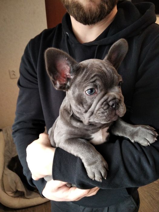 Мальчик французского бульдога