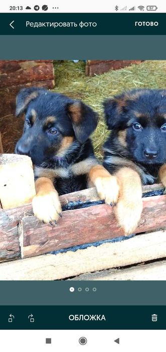 Нем овчарки.щенки.