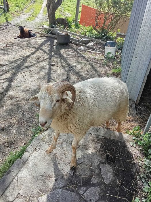 Carneiro de 1 ano y medio