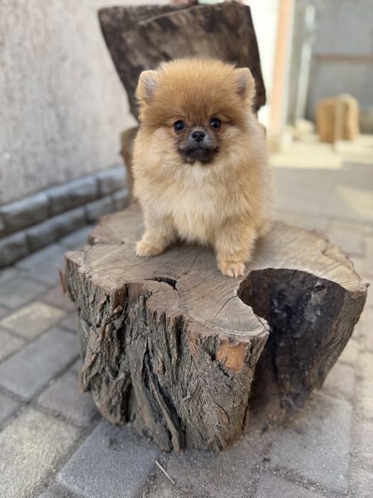 Красуні помераночки