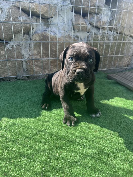 Macho Cane Corso Casa do Tavarsbull