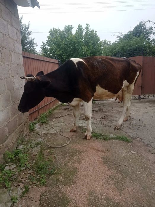 Продам корову за 5 телям