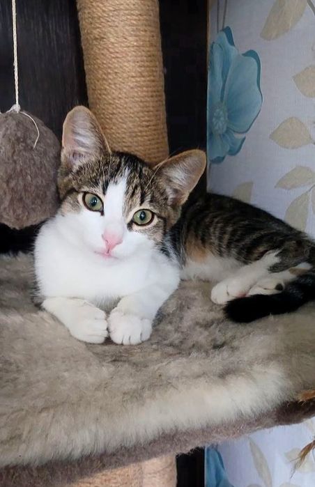 Маленький котёнок мальчик табби ищет дом! котята в хорошие руки!