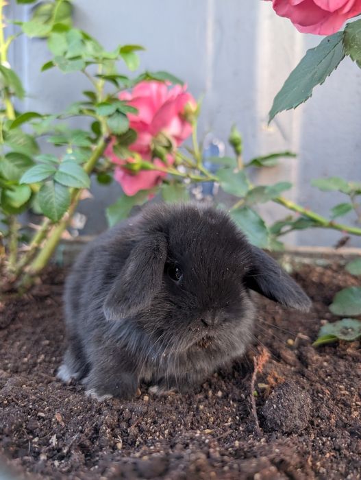 Mini lop , baranek miniaturka, metryka