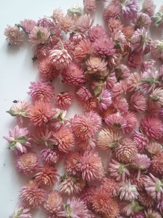 Gomfrena główki 300szt