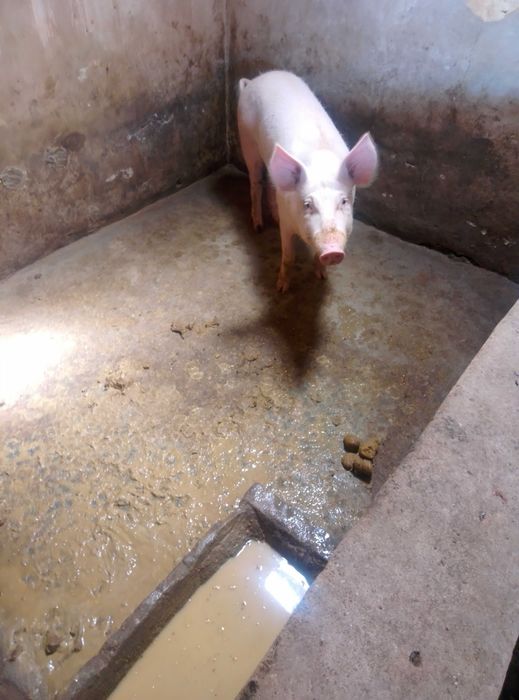 Porco pietran puro