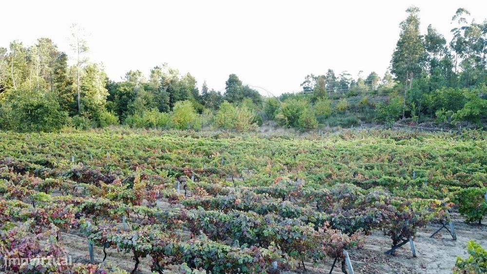 Terreno  para venda