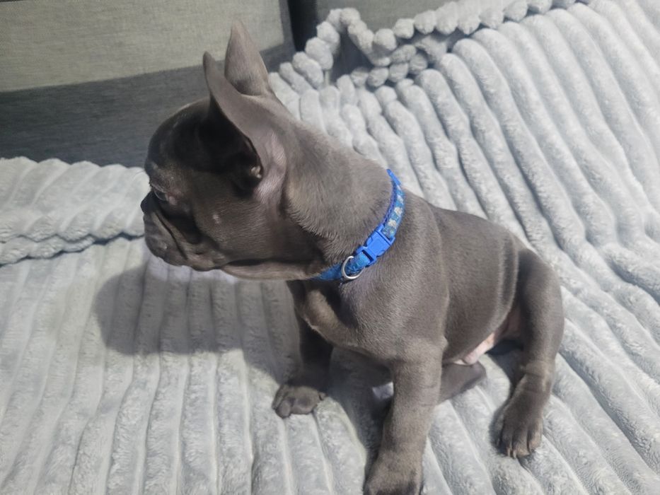 Buldog francuski Blue