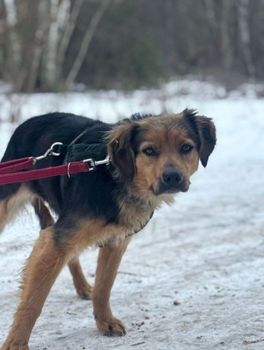 Gusia poszukuje domku