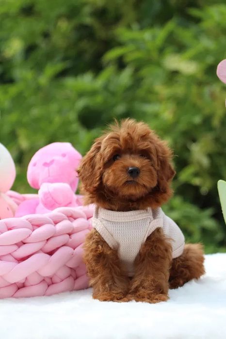 Наймиліші maltipoo f1 - чекає на вас! Болонка Мальтипу Йоркипу мини