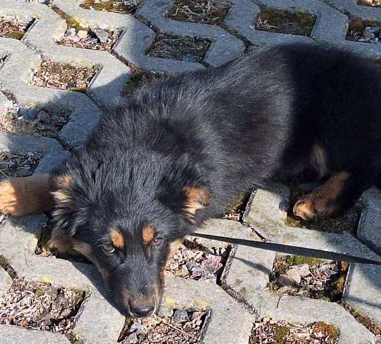 Dwa szczenięta ,będą małymi psami.