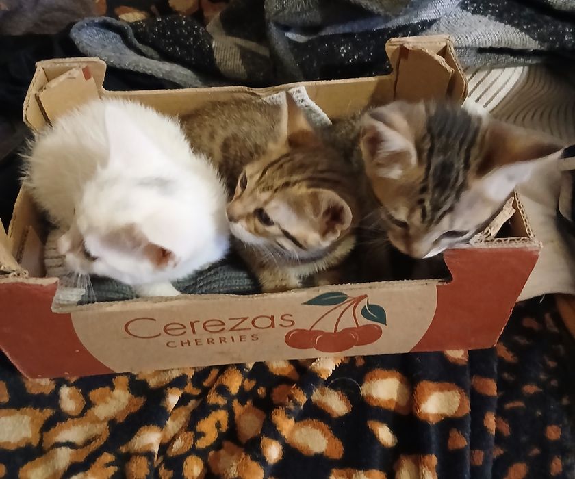 Encontrei no campo 3 lindas gatinhas