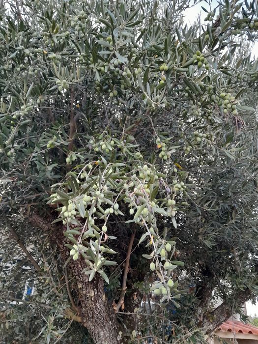 Oliveiras grandes e fortes