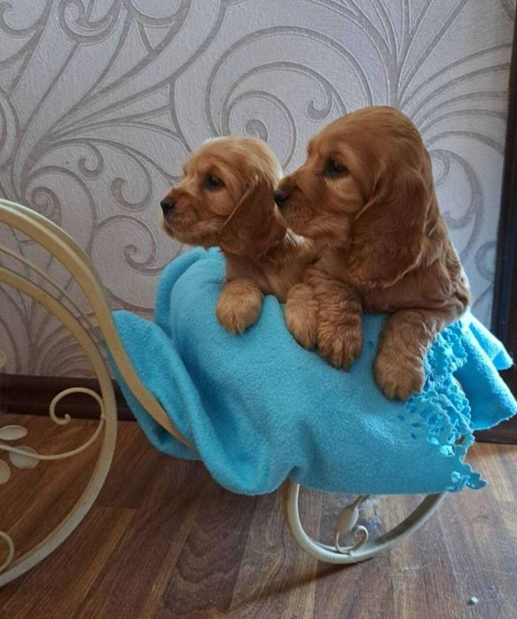 Прекрасные малыши кокер спаниель
