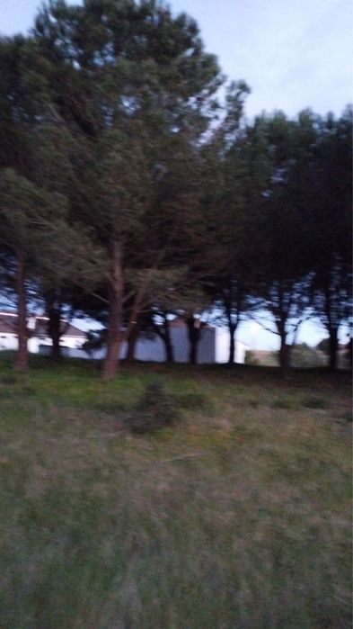 Vende-se Pinheiros adultos