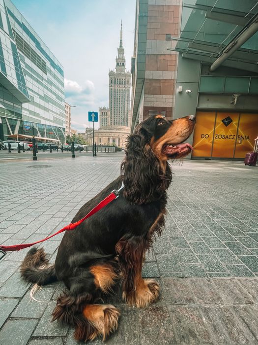 Вязка Английский Кокер спаниель , кобель розвязаный