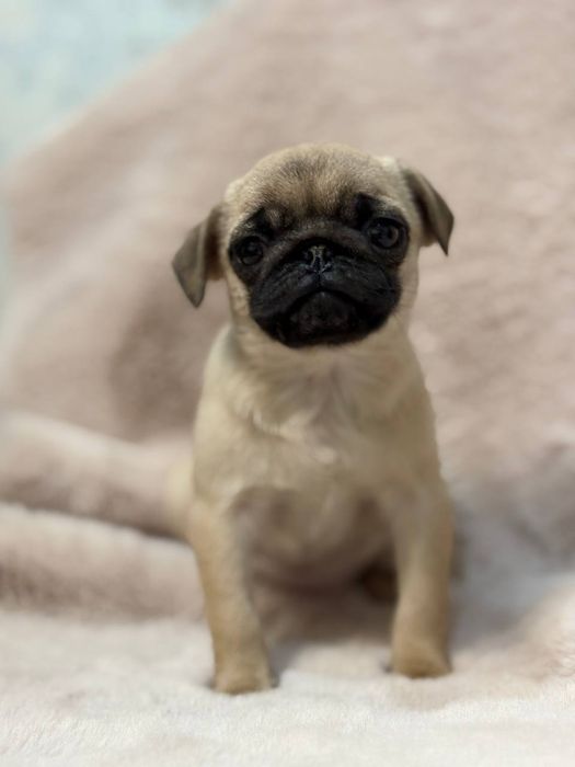 Бомбезні мопсюлі