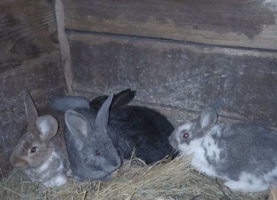 Продам  кроликів