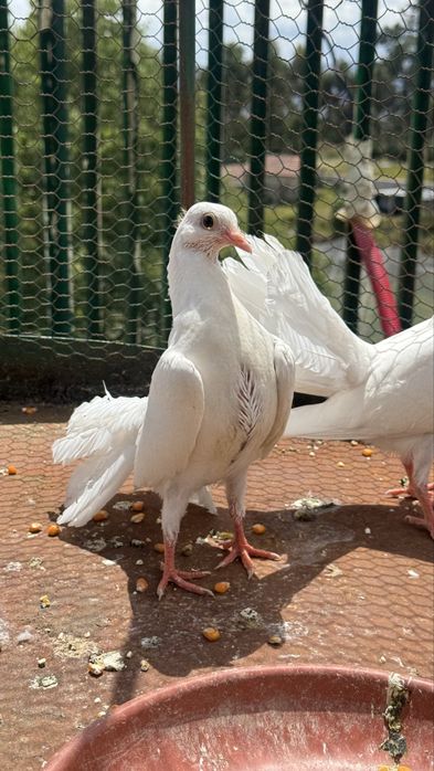 Pombos de leque Branco