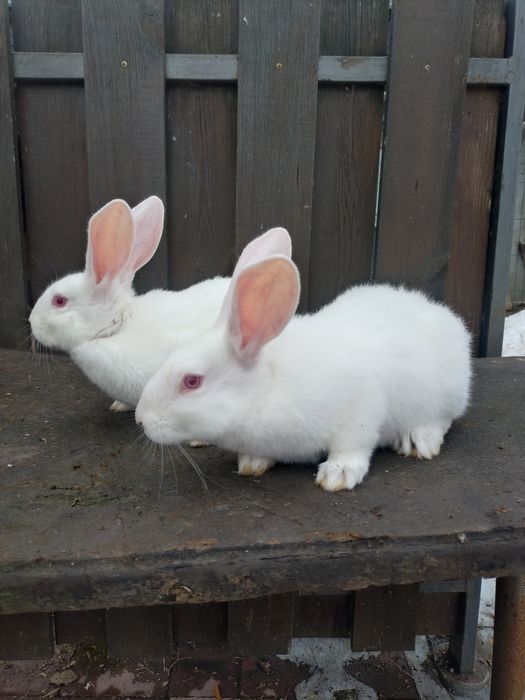 Кролики термонська біла молодняк