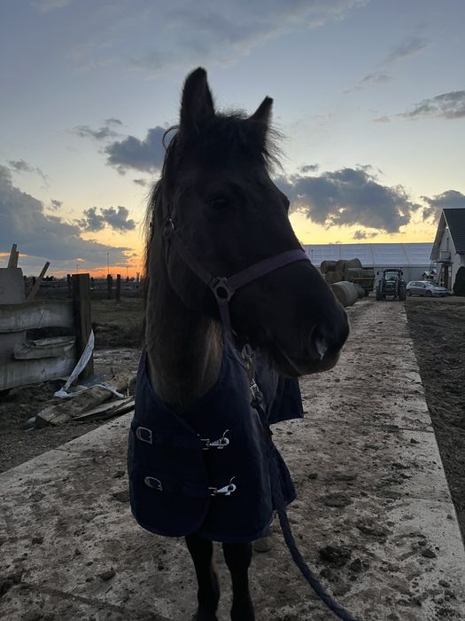 Sportowy kucyk na sprzedaz