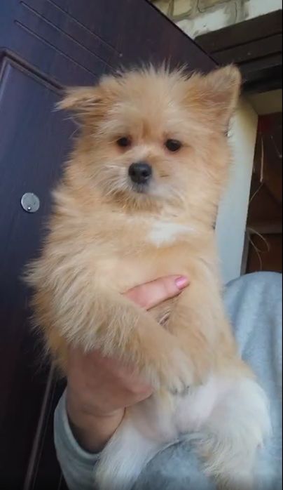 ЙоркоПу мальчики подрощеные