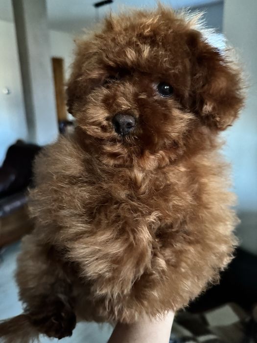 Ттікап пудель редбраун