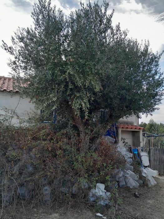Oliveiras grandes e fortes