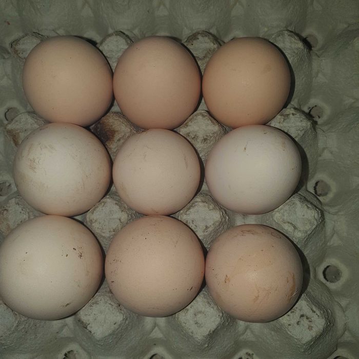 Jajka wiejskie swojskie