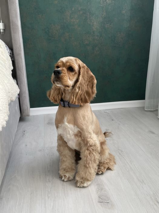 Вязка  американський кокер спаніель