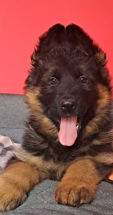 Owczarek niemiecka długowłosy czarny podpalany