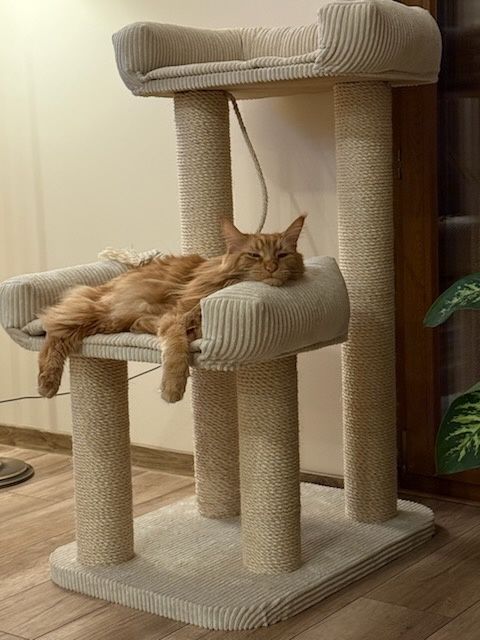 Podwójny drapak dla kota, dwa legowiska, XXL