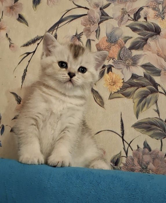 Красавчик котёнок из Одессы