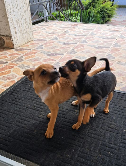 цуценята Той-терьєр 2 місяця -хлопці вакціновані