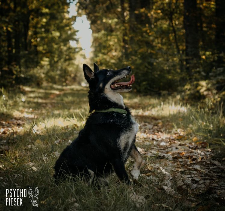 Zwykły/Niezwykły kundelek szuka domu!