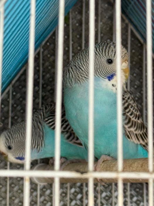 Piriquitos australianos