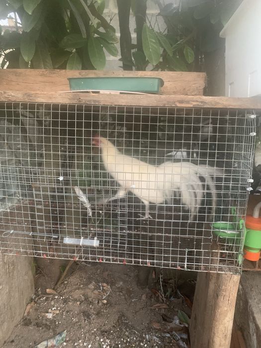 Garnizo fenix branco