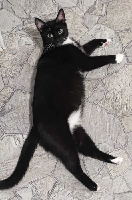 MARTIN – koci dżentelmen w białych skarpetkach