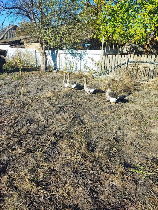 Продам гусей 4 шт