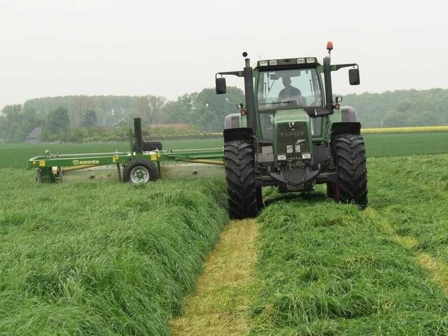 LUCERNA sorgo proso wyka bobik łubin peluszka groch koniczyna rzodkiew