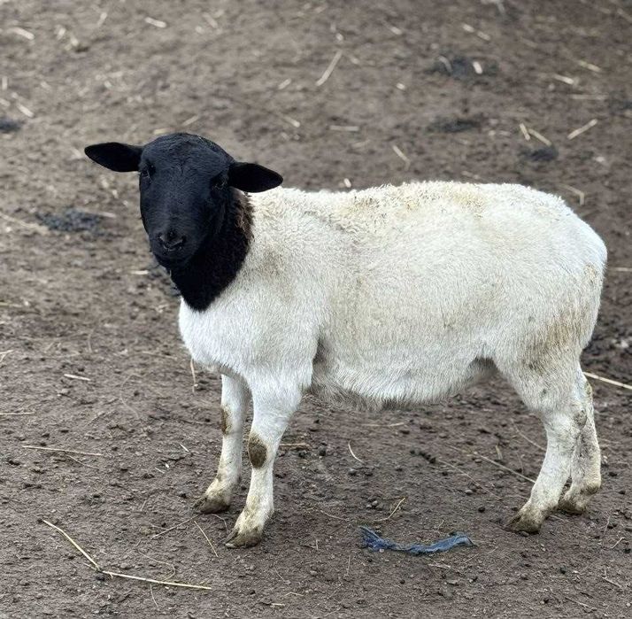 Чистокровний Дорпер, кроси. Барани, ярки, вівці. На росплід, на м'ясо.