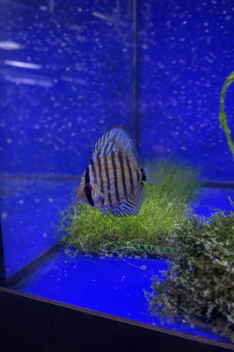 Discus Azuis e Red Turquesa OPURTUNIDADE