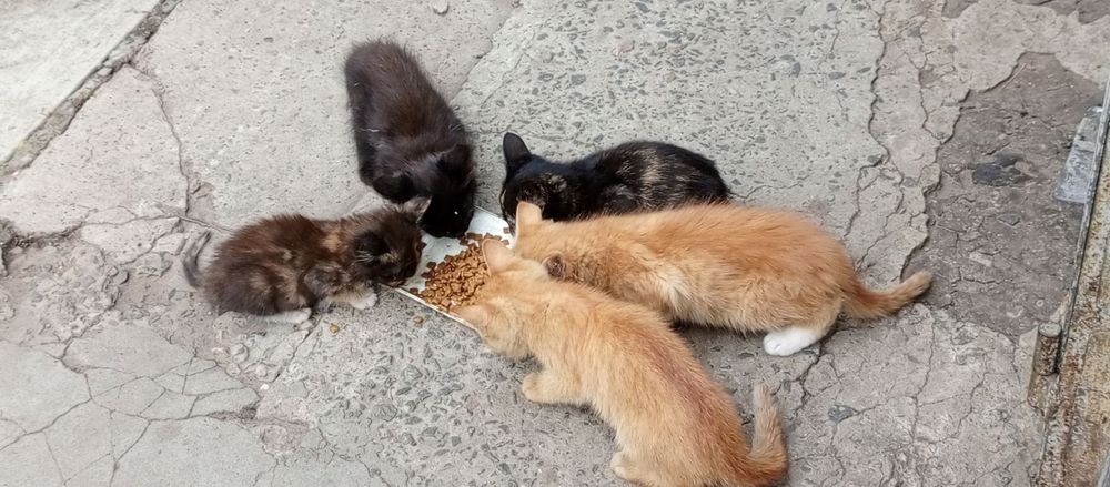 Кошенята віддам в добрі руки