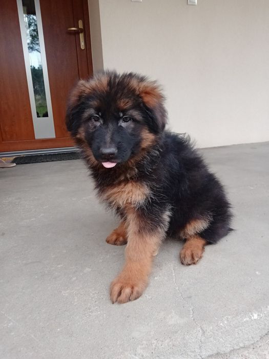 Owczarek niemiecki długowłosy suka